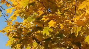 Вадим Козин   Осень танго xvid