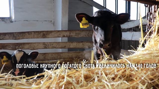 Итоги за 5 лет СЕЛЬСКОЕ ХОЗЯЙСТВО смотреть онлайн