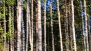 ПОДГОТОВКА К ОХОТЕ НА ЛОСЯ НА РЕВУ//"ЛОСИНЫЕ БЛОХИ".