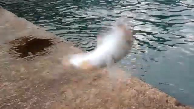 Рыбалка в Сочи конец июля (барабуля,луфарь,каракоз,карась,кефаль,ставрида) смотреть онлайн