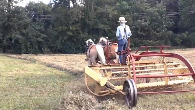 Haflinger team of geldings смотреть онлайн
