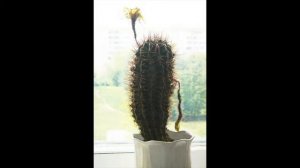 КОЛЮЧАЯ ЖИЗНЬ сказка ПРО КАКТУС