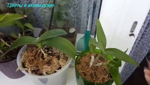 #Комнатныерастения ??Рум-тур по зимнему саду.Комнатные растения.#румтур #зимнийсад #комнатныецветы