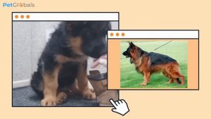 Всё о породе НЕМЕЦКАЯ ОВЧАРКА: история, описание, содержание