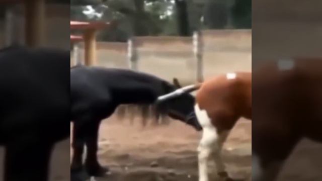 Big horse mating video || animal mating video смотреть онлайн