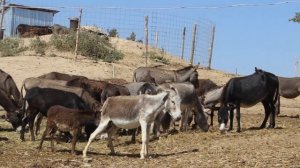 Разведение Ослов в домашних условиях как бизнес идея | Ословодство