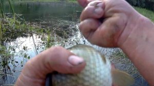 Рыбалка на поплавок вечером!Ловля карася на болоте