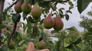 Груша Кокинская. Сравнение с другими летними сортами. Обзор сорта.