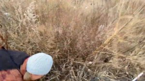 Персик. Укрытие . Формировка. Много других полезностей. Ответы на вопросы участников.