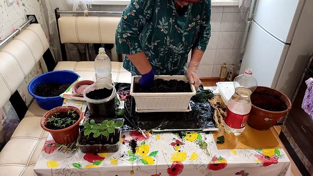 Пересадка гераней и балконных огурчиков и томатиков от Надюшки. смотреть онлайн