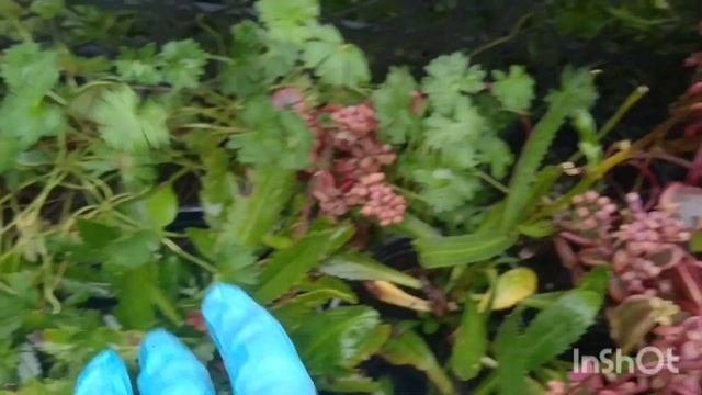 ДЕКОРАТИВНЫЕ КУСТАРНИКИ И МНОГОЛЕТНИЕ ЦВЕТЫ ВСЁ ДЛЯ ВАШЕГО САДА ????