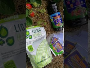 Гумат калия для клубники.