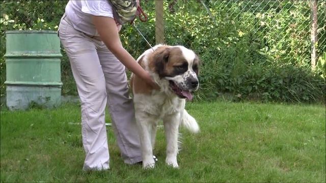 Семинар для владельцев собак породы МОСКОВСКАЯ СТОРОЖЕВАЯ (Санкт-Петербург) смотреть онлайн