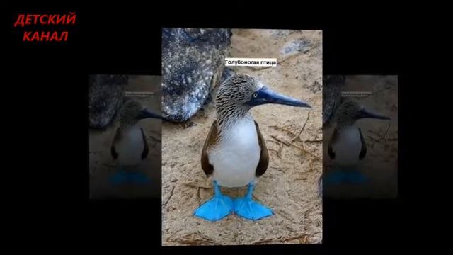 Такие необычные животные! смотреть онлайн