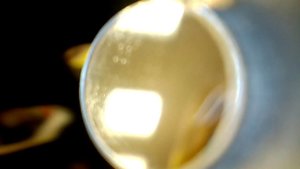 Бороскоп - Новый Тигр х54 (коротыш)