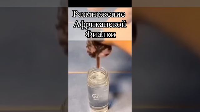 Размножение фиалки - комнатные растения