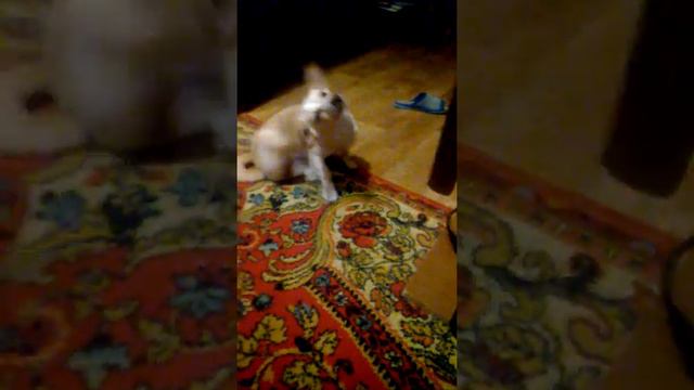 Моя собака дьявол 👿👿👿😱😱😱! смотреть онлайн