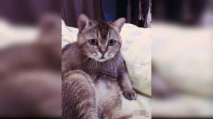 Смешная Реакция Кошки На Разрезание Торта