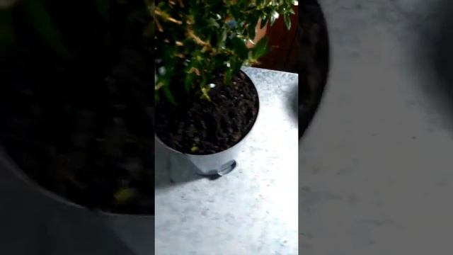 Мирт пересадка смотреть онлайн