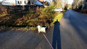 Вест-хайленд-уайт-терьер — это охотничья собака