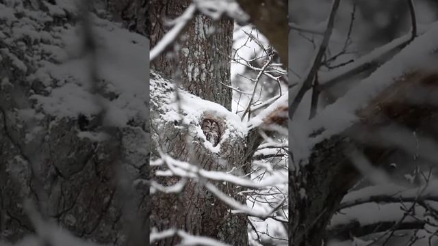 Сова зимой | Owl in winter #shorts #nature #природа