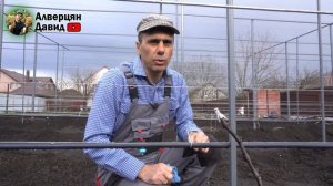 Подготовка куста винограда к перепрививке, Весной!