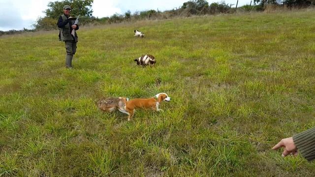 Lièvre au saut du gite смотреть онлайн