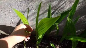 GLADIOLOS Crecimiento y FLORACION, GLADIOLI, GLADIOLUS