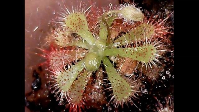 Росянка из семян-2