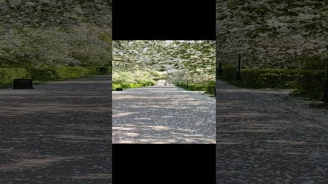 Цветение яблони в центральном дендрарии Екатеринбурга