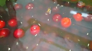 Как избавиться от червей в вишне