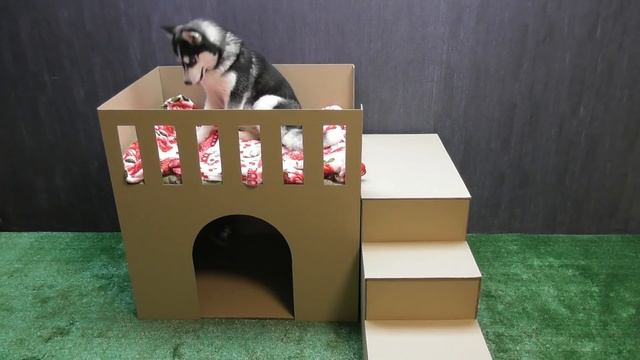 Как сделать дом из картона для собаки или кота смотреть онлайн