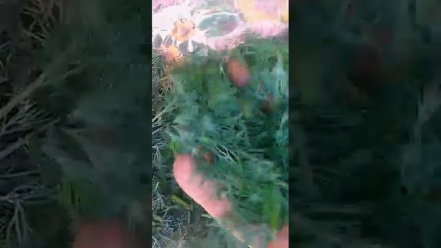 ЗЕЛЕНЬ КРУГЛЫЙ ГОД! КАК ЗАГОТОВИТЬ НА ЗИМУ! ЛАЙФХАК!