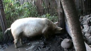 Вес большой белой свиньи в год / Weight of a large white pig per year