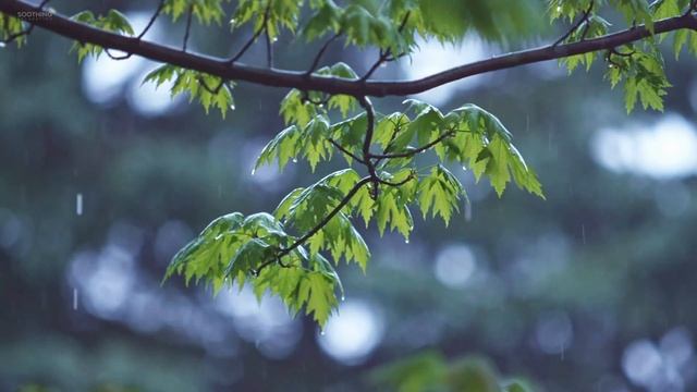 Relaxing Music & Gentle Rain Sounds - Beautiful Piano Music For Relaxation & Sleep
