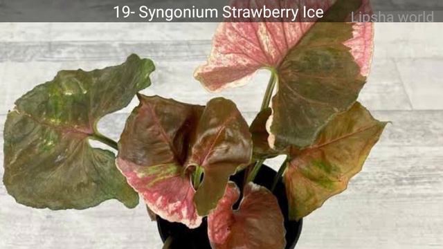 40+ Syngonium plants varieties+identification | Arrowhead varieties | Rare syngonium plants