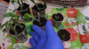 Зимнее укоренение хризантемы ??