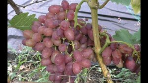 Виноград 2022. Богема