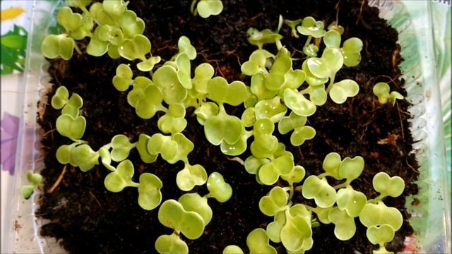 КАК ПОСАДИТЬ ПЕКИНСКУЮ КАПУСТУ НА РССАДУ смотреть онлайн