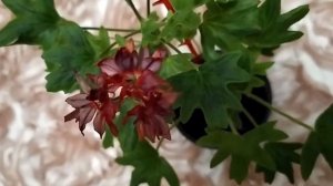 Лучшие сортовые пеларгонии.Звездчатая пеларгония стеллар Elmfield .Оригинально - серебро на красном