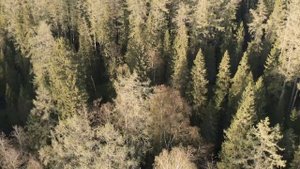 Линдуловская роща | Интересные места Ленинградской области