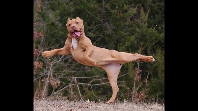 I SUCK at Photoshop! (r/photoshopbattles) смотреть онлайн