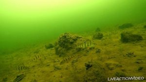 Ice fishing. Underwater camera view