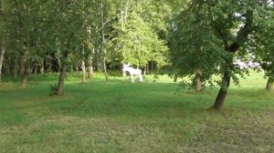 скульптура Лось в Великом Новгороде возле стадиона Электрон.mp4