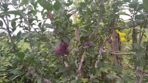 Персикова слива