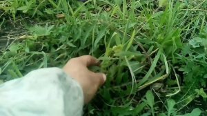 Озор нашего поля для сенокоса и подсеяных многолетних трав.