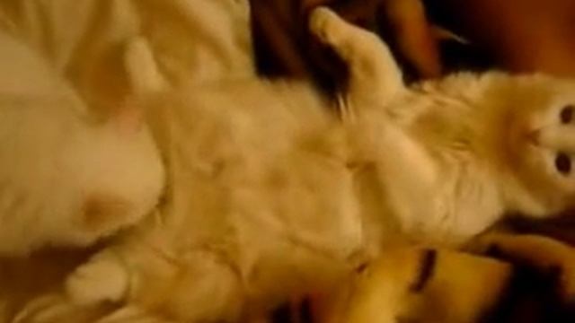 Ххх с котом