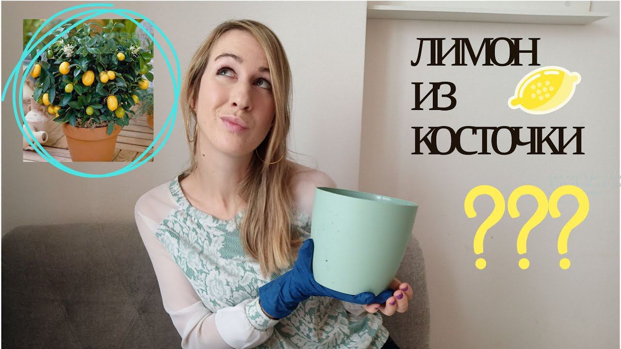 Вырастить лимон из косточки дома | Сажаю лимон дома сама | How to grow a lemon from a seed at home