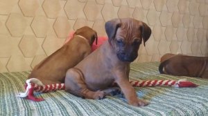 Щенки Родезийского  риджбека продаются спб