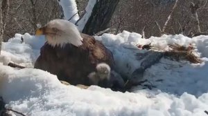 Белоголовый орлан 2018 04 19. 18 14